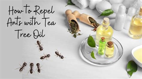 does tea tree oil repel ants? Is there any connection between tea tree oil and ant behavior?