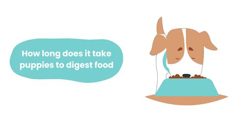 how long does it take for puppies to digest food? what if the puppies have eaten a large amount of food?