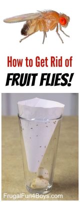 how to get rid of fruit flies with a sprinkle of poetry