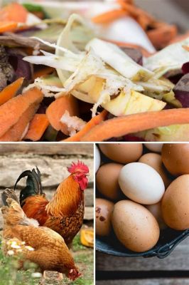 what food scraps can chickens eat what kind of chicken feed is the best